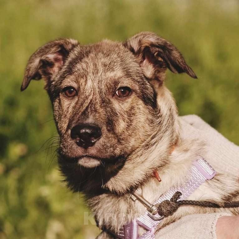 Собаки в Санкт-Петербурге: Нежная тигровая Николь из приюта в добрые руки Девочка, Бесплатно - фото 2