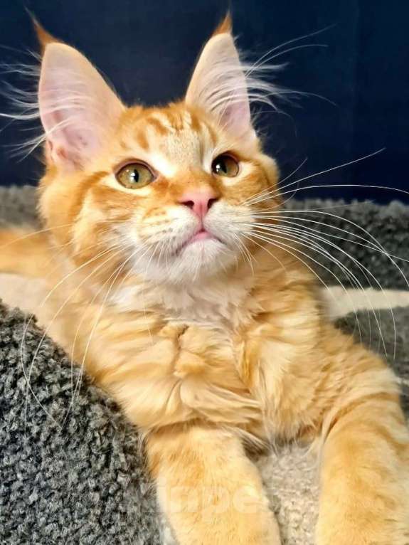 Кошки в других городах Ярославской области: Котенок мейн кун Мальчик, Бесплатно - фото 4