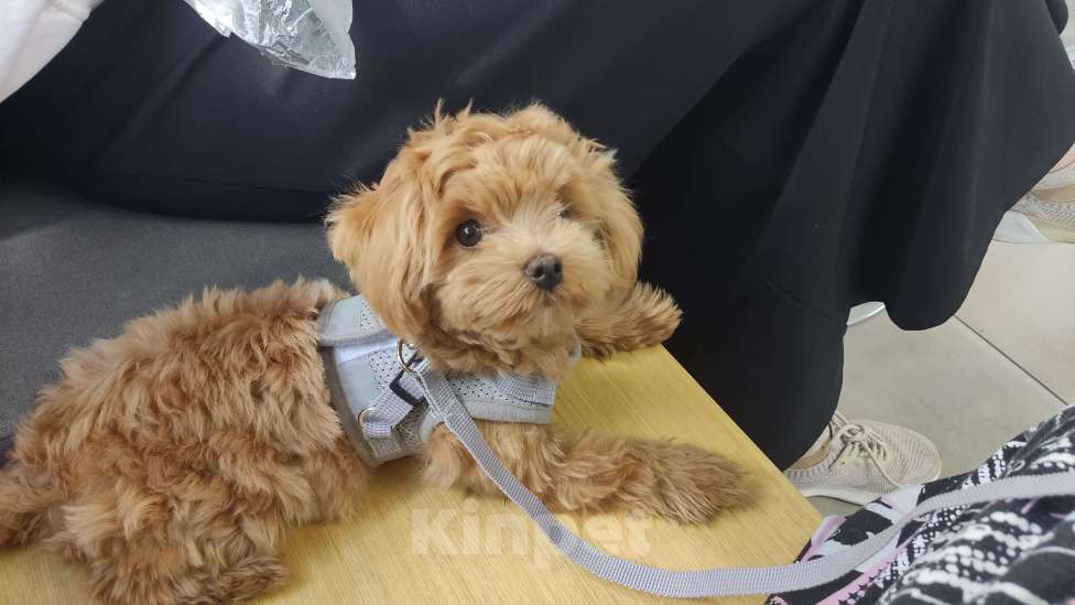 Собаки в Ставрополе: Мальтипу F1 Мальчик, 80 000 руб. - фото 2