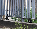 Кошки в Санкт-Петербурге: Котик 3 Мальчик, Бесплатно - фото 4