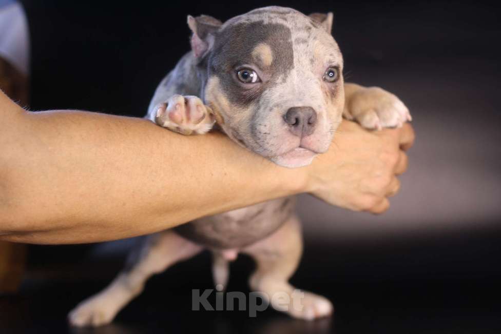 Собаки в Всеволожске: ММ ДАЛМОР ВИНТАЖ Мальчик, Бесплатно - фото 7