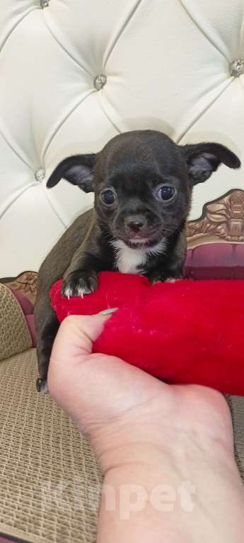 Собаки в Самаре: Продаю малышей чихуахуа, мальчики и девочки. Готовы к переезду, кушают корм. Мальчик, 23 000 руб. - фото 4