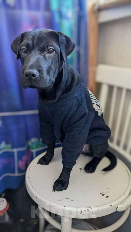 Собаки в Краснодаре: Метис шарпея, чудесная девочка Девочка, Бесплатно - фото 4