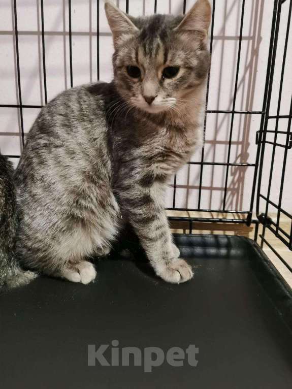 Кошки в Москве: Котенок Тиша ищет дом Мальчик, Бесплатно - фото 1