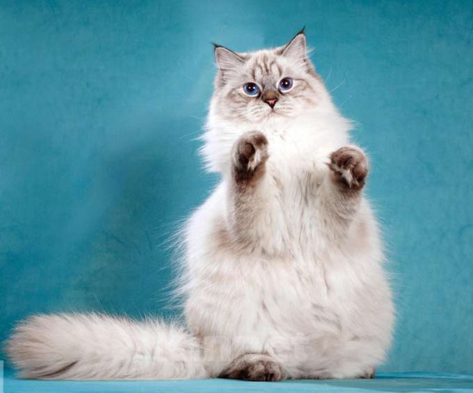 Кошки в Москве: Ласковая кошка Калинка Девочка, 1 000 руб. - фото 3