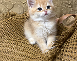 Кошки в Саке: Котята! Девочка, 20 000 руб. - фото 3