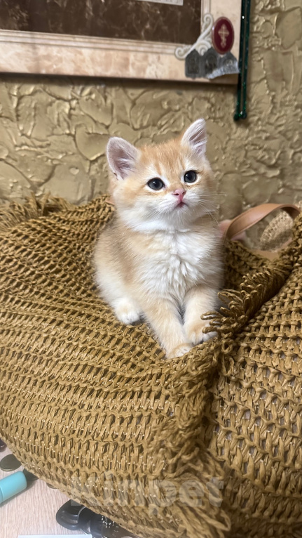 Кошки в Саке: Котята! Девочка, 20 000 руб. - фото 3