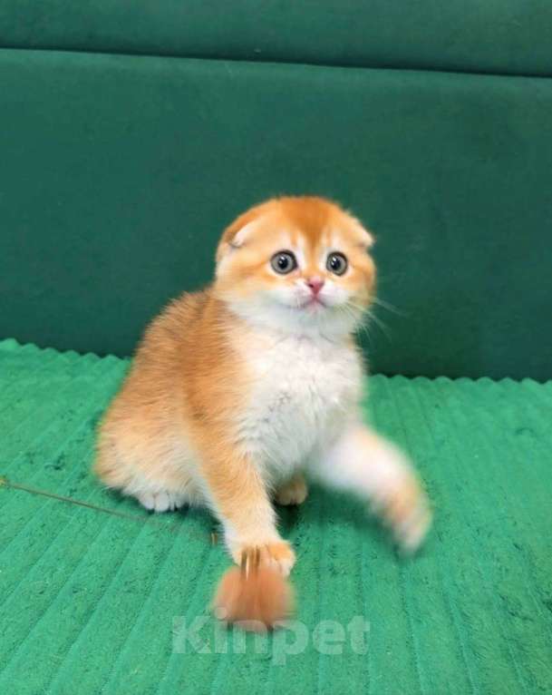 Кошки в Москве: Жасмин  Девочка, 80 000 руб. - фото 1