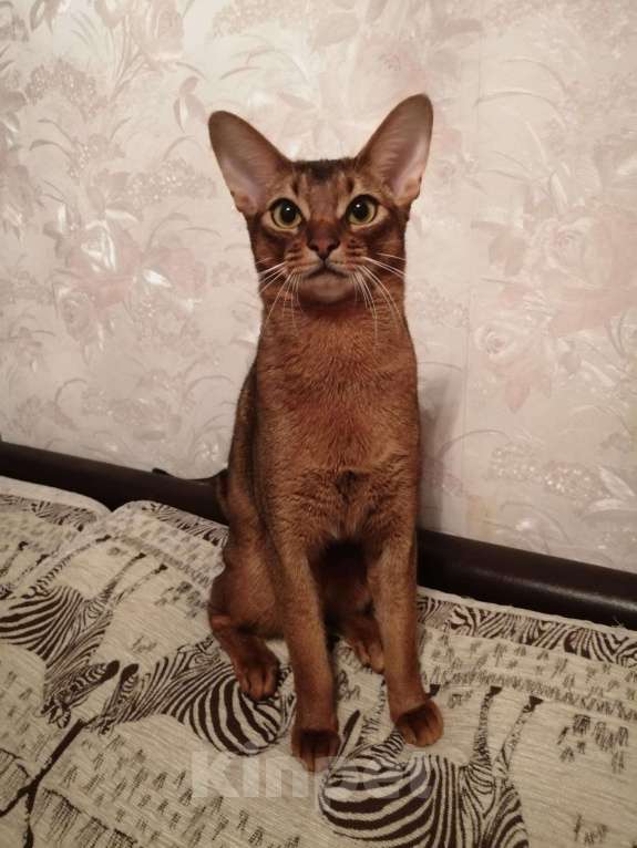Кошки в Москве: Абиссинский кот, 5 000 руб. - фото 1