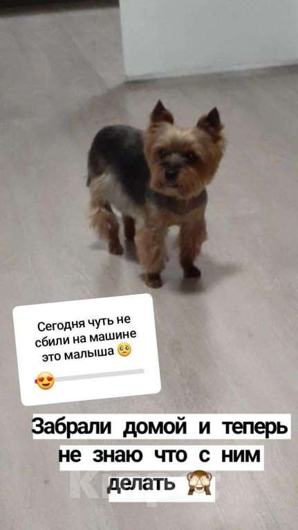 Собаки в Москве: Найден питомец , 1 руб. - фото 1