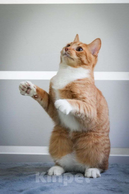 Кошки в Химках: Солнечный рыжик в дар Мальчик, Бесплатно - фото 8