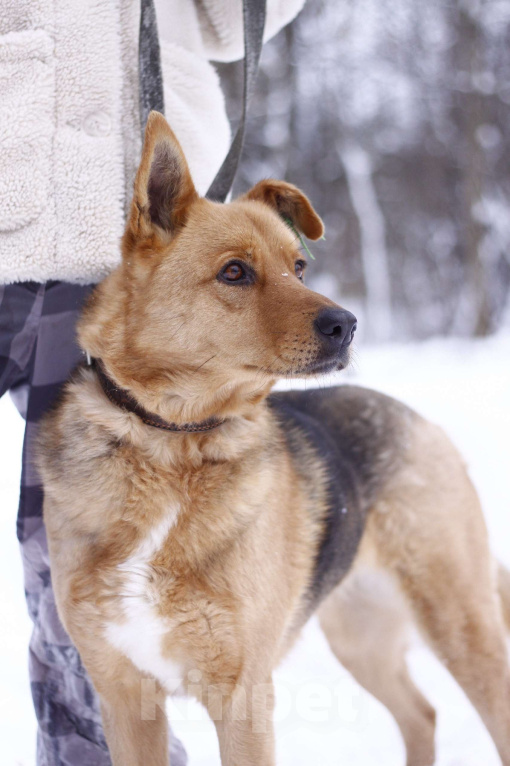Собаки в Балашихе: Прекрасная Рокси в добрые руки Девочка, Бесплатно - фото 5
