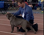 Собаки в Москве: Американский булли щенок Мальчик, 250 000 руб. - фото 6