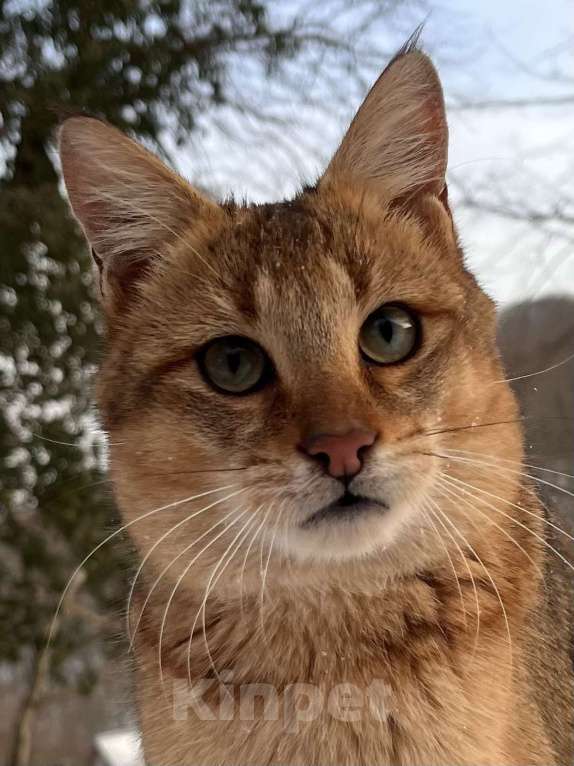 Кошки в Геленджике: Чаузи ф3 кошечка Девочка, 9 000 руб. - фото 1