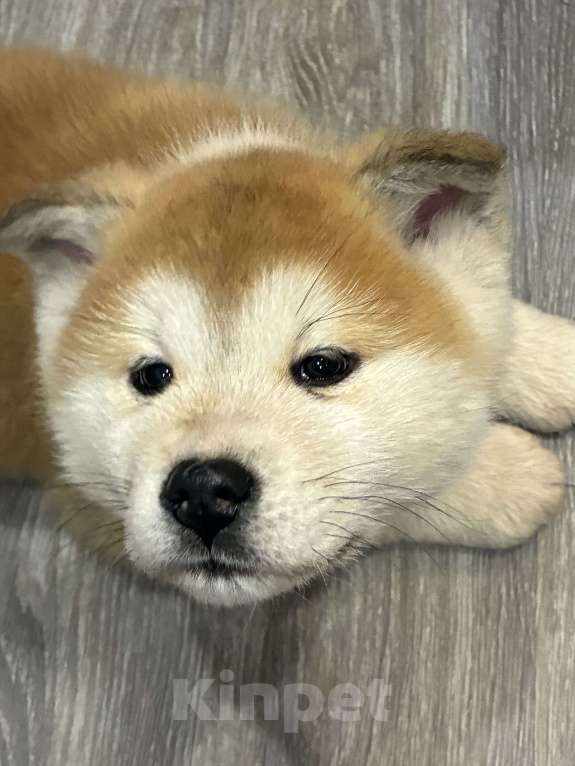 Собаки в Москве: щенок акита ину Девочка, 15 000 руб. - фото 3