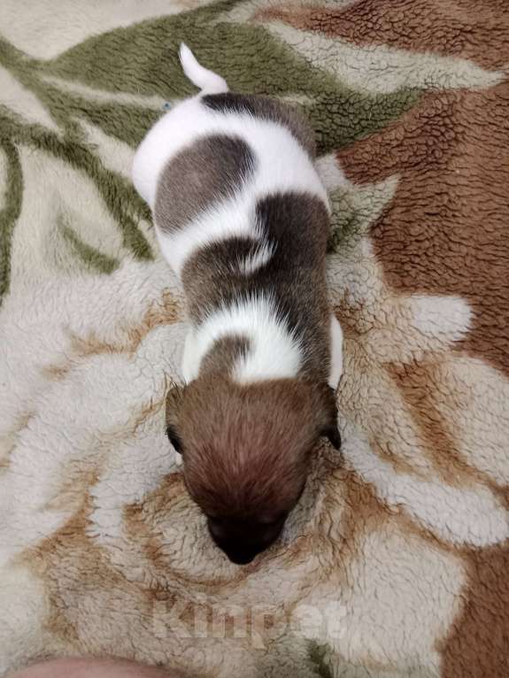 Собаки в Тольятти: Мальчик Мальчик, 20 000 руб. - фото 4