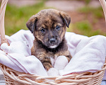 Собаки в Солнечногорске: Тигровый мальчик в дар Мальчик, Бесплатно - фото 1