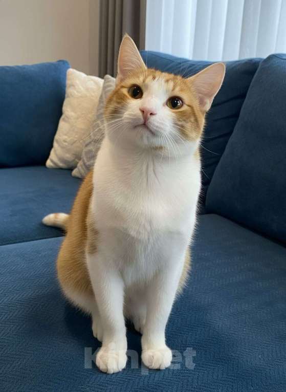 Кошки в Санкт-Петербурге: Ласковый мальчик в добрые руки Мальчик, Бесплатно - фото 3