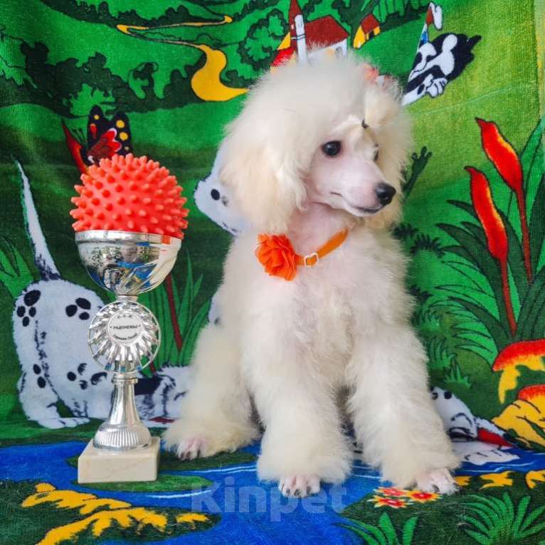 Собаки в Москве: Щенок той пуделя белая девочка Девочка, 100 000 руб. - фото 3