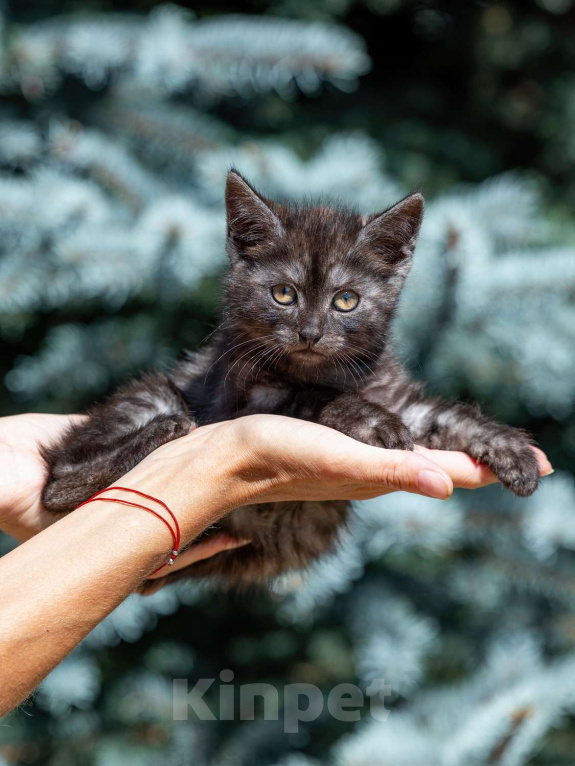 Кошки в Москве: Кошечка 3 месяца Девочка, 500 руб. - фото 3