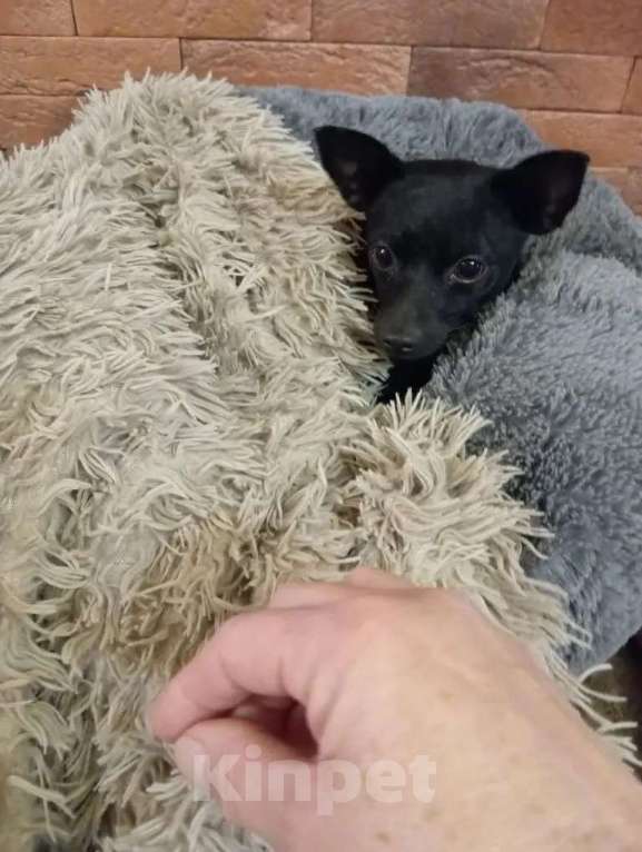 Собаки в Москве: Пиксель ищет дом Мальчик, Бесплатно - фото 3