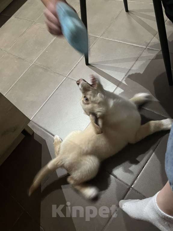 Собаки в Ростове-на-Дону: В добрые руки Мальчик, Бесплатно - фото 4