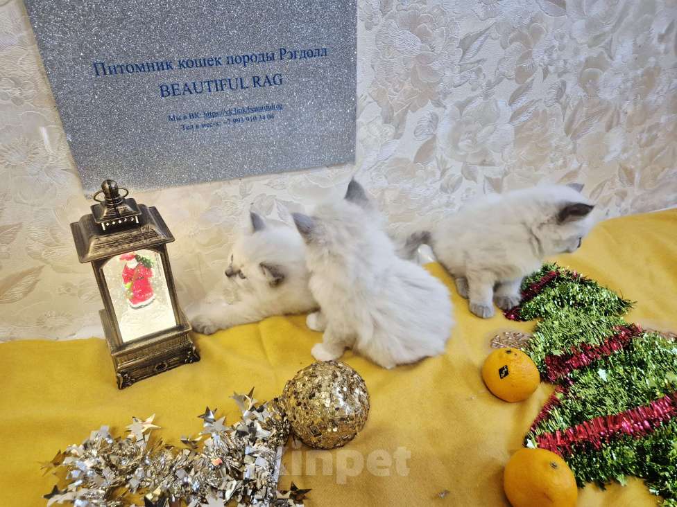 Кошки в Москве: Рэгдолл девочки Девочка, 80 000 руб. - фото 1