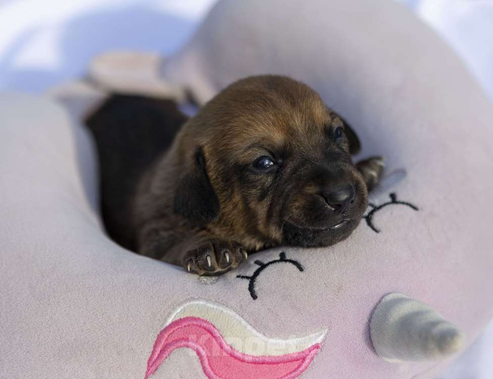 Собаки в Москве: Щенячья команда ищет самых лучших людей Девочка, Бесплатно - фото 4