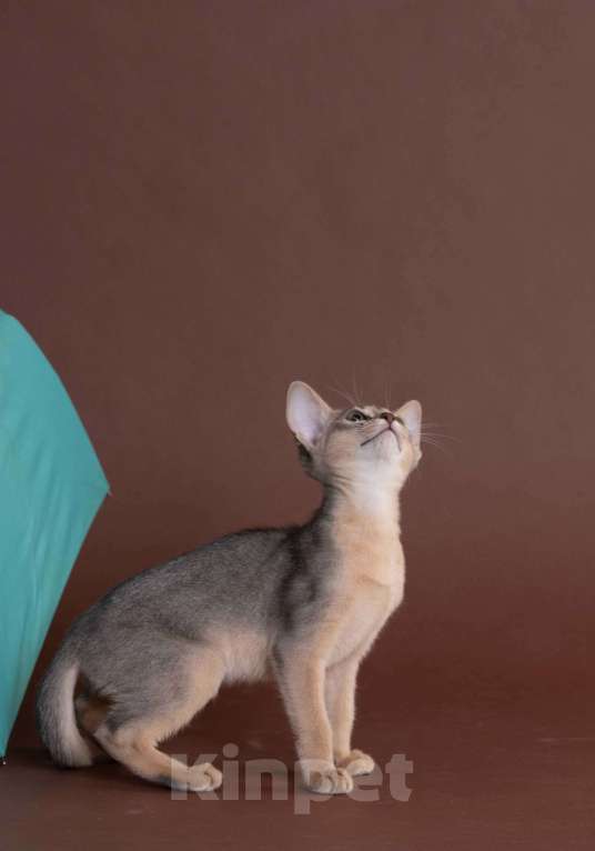 Кошки в Екатеринбурге: Абиссиннский котёнок Wild siblings' Droplet - ручная ласкуша! Девочка, Бесплатно - фото 3