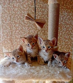 Ориентальные котята