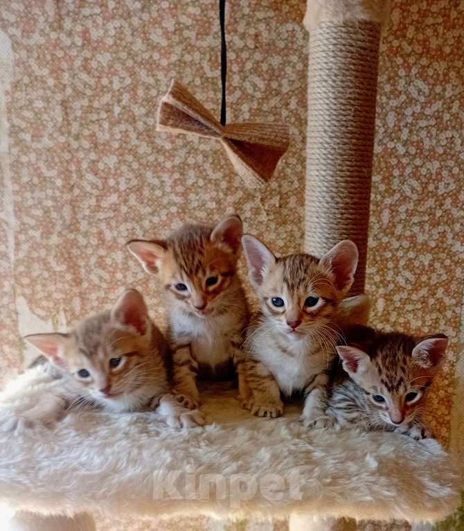 Кошки в Москве: Ориентальные котята Девочка, 15 000 руб. - фото 1