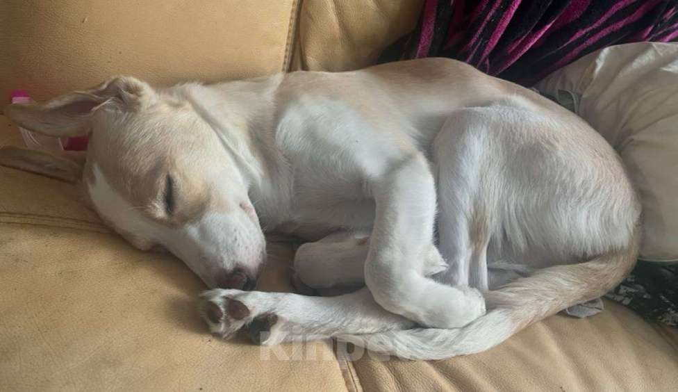 Собаки в Саратове: Отдам в добрые руки Девочка, Бесплатно - фото 4