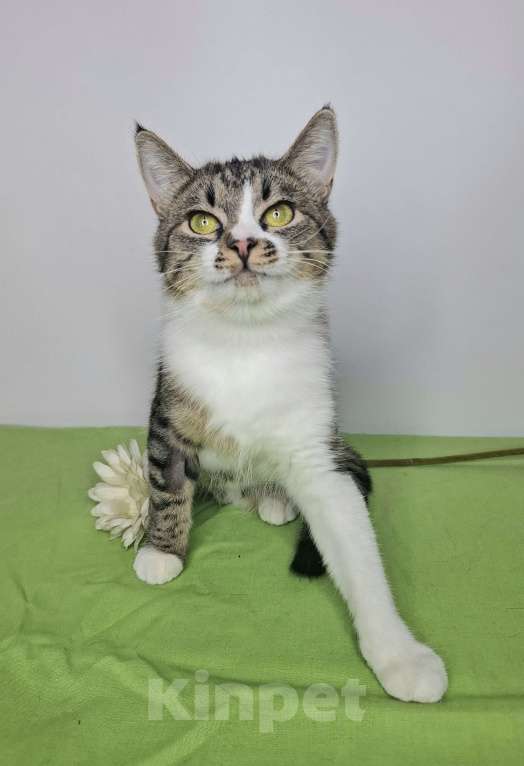 Кошки в Москве: Мимоза будет на выставке-пристройстве в Москве Девочка, Бесплатно - фото 8