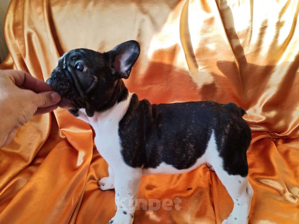 Собаки в Новокузнецке: Жорик Мальчик, 45 000 руб. - фото 3