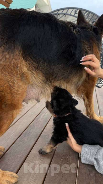 Собаки в других городах Краснодарского края: Щенок немецкой офчарки (красавчик)  Мальчик, 25 000 руб. - фото 4