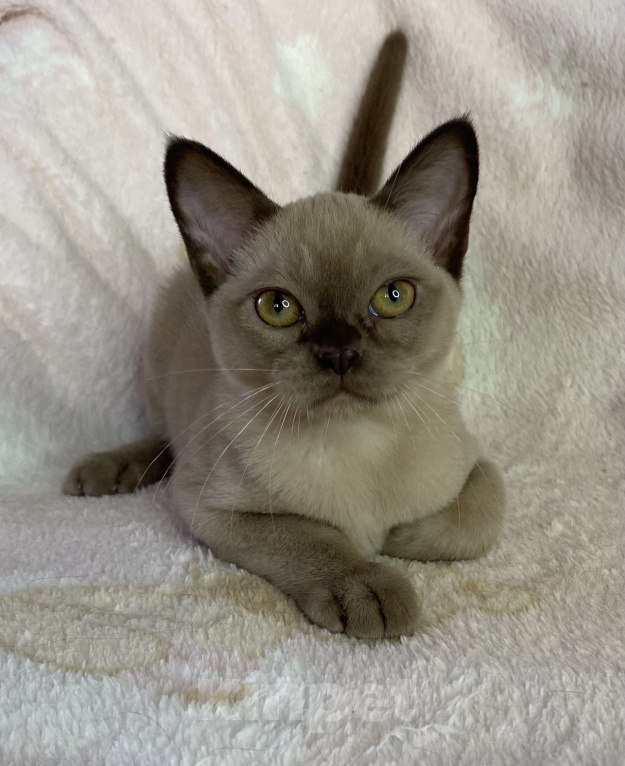 Кошки в Дмитрове: Шоколадная бурманская девочка Bell Девочка, 35 000 руб. - фото 1