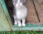 Кошки в Калуге: Котёнок Мальчик, Бесплатно - фото 8
