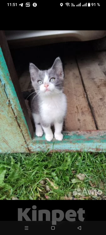 Кошки в Калуге: Котёнок Мальчик, Бесплатно - фото 8