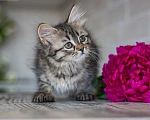 Кошки в Москве: Отряд космонавтов Девочка, Бесплатно - фото 3
