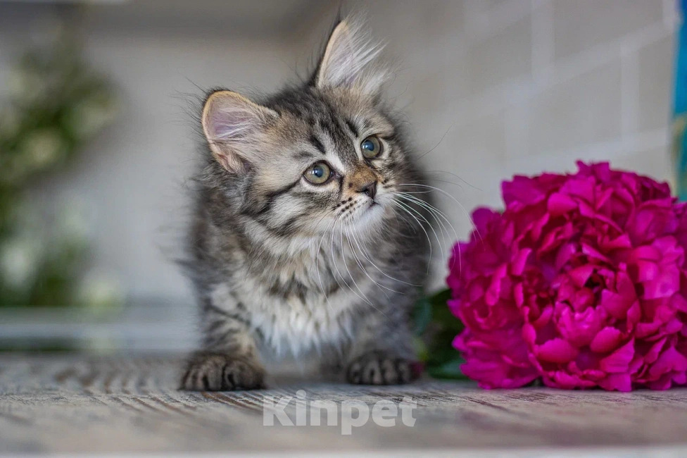 Кошки в Москве: Отряд космонавтов Девочка, Бесплатно - фото 3
