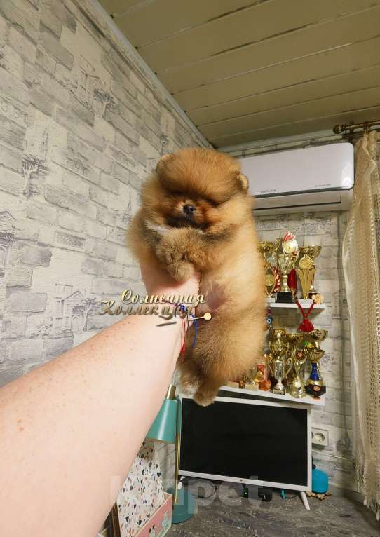 Собаки в Москве: Шпиц померанский в медвежьем типе девочка из племенного питомника Девочка, Бесплатно - фото 2