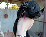 Собаки в Славянске-На-Кубани: Черный щенок Восточно-Европейской овчарки  Девочка, 17 000 руб. - фото 2