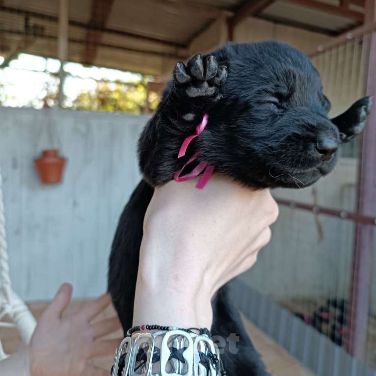 Собаки в Славянске-На-Кубани: Черный щенок Восточно-Европейской овчарки  Девочка, 17 000 руб. - фото 2