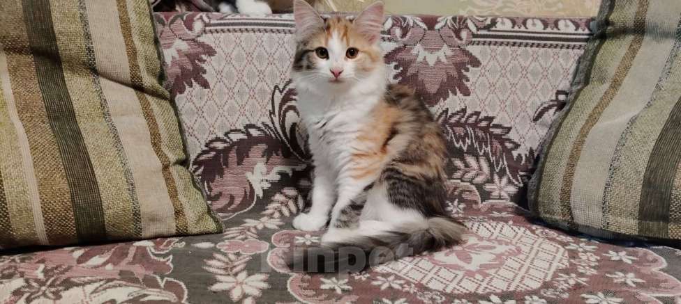 Кошки в других городах Воронежской области: Отдадим в хорошие руки Девочка, Бесплатно - фото 3