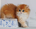 Кошки в Владивостоке: Британская девочка. Котенок. Шиншилла Девочка, 180 000 руб. - фото 5
