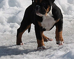 Собаки в других городах Воронежской области: Девочка староанглийский бульдог Девочка, 80 000 руб. - фото 4