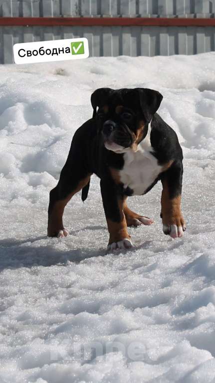 Собаки в других городах Воронежской области: Девочка староанглийский бульдог Девочка, 80 000 руб. - фото 4