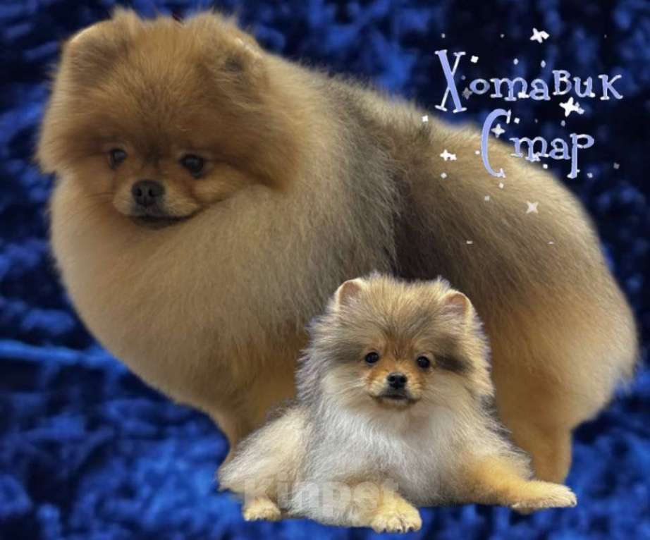 Собаки в Москве: Весь в папу! Мальчик, Бесплатно - фото 1