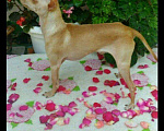 Собаки в Нальчике: Лиловый щенок редкий окрас, 20 000 руб. - фото 6