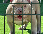 Собаки в Краснодаре: Американский булли щенок Девочка, 90 000 руб. - фото 3